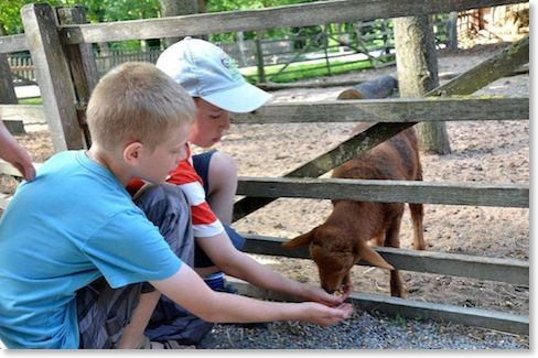 Die Tiere werden gestreichelt und gefüttert.